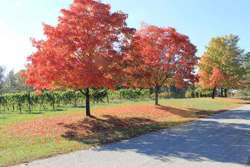 Winery «Ingleside Vineyards», reviews and photos, 5872 Leedstown Rd, Colonial Beach, VA 22443, USA