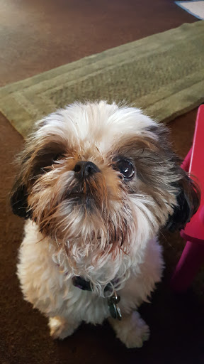 Pet Supply Store «PetSmart», reviews and photos, 8281 Troy Pike, Huber Heights, OH 45424, USA