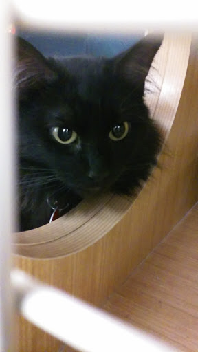 Pet Supply Store «Petco Animal Supplies», reviews and photos, 2005 W 8 Mile Rd, Detroit, MI 48203, USA