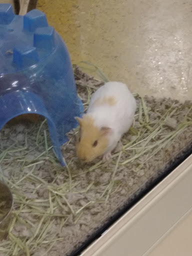 Pet Supply Store «PetSmart», reviews and photos, 700 N Milwaukee Ave, Vernon Hills, IL 60061, USA