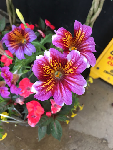 Florist «Pletschers», reviews and photos, 641 Old Hwy 8 SW, New Brighton, MN 55112, USA