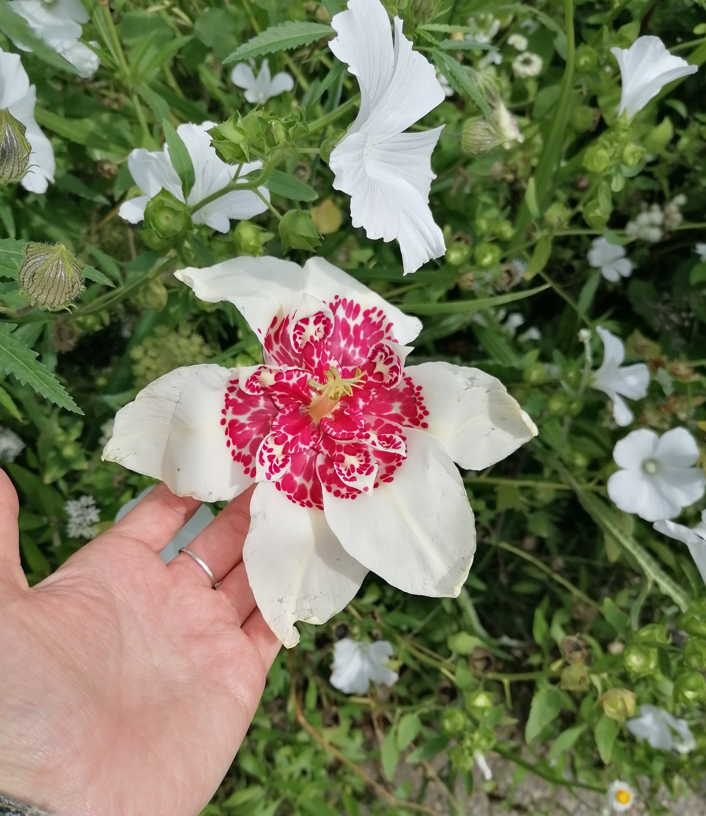 Photo n° 18 de l'avis de Sil.e fait le 29/08/2023 à 15:53