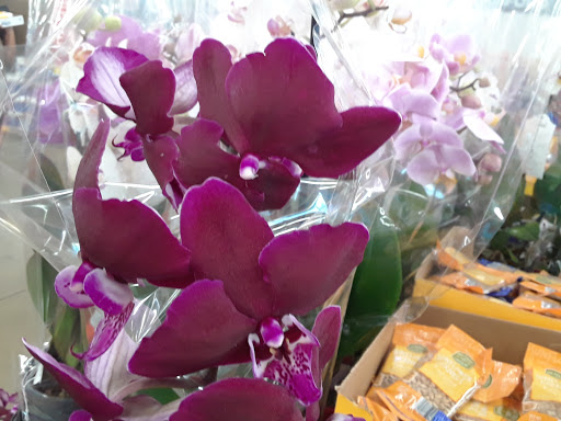 Supermarket «ALDI», reviews and photos, 3707 S Orlando Dr, Sanford, FL 32773, USA