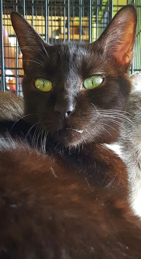 Pet Supply Store «Pet Supplies Plus», reviews and photos, 9 Waukegan Rd, Deerfield, IL 60015, USA