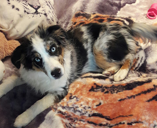 Michael Gemmerich Tierarzt unter Geisenheim, 