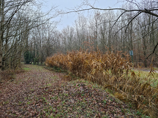 Bosco di Zaher