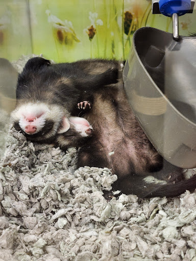 Pet Supply Store «Petco Animal Supplies», reviews and photos, 29560 W Seven Mile Rd, Livonia, MI 48152, USA