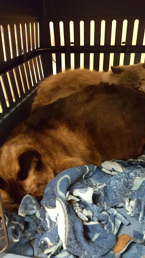 Pet Supply Store «PetSmart», reviews and photos, 2153 75th St, Darien, IL 60561, USA