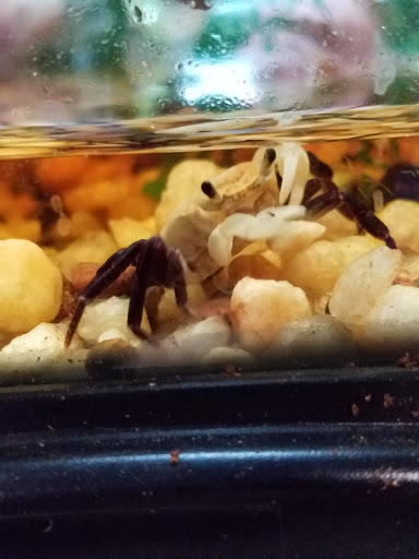 Tropical Fish Store «Pet Friendly Inc», reviews and photos, 845 Manitou Rd, Hilton, NY 14468, USA