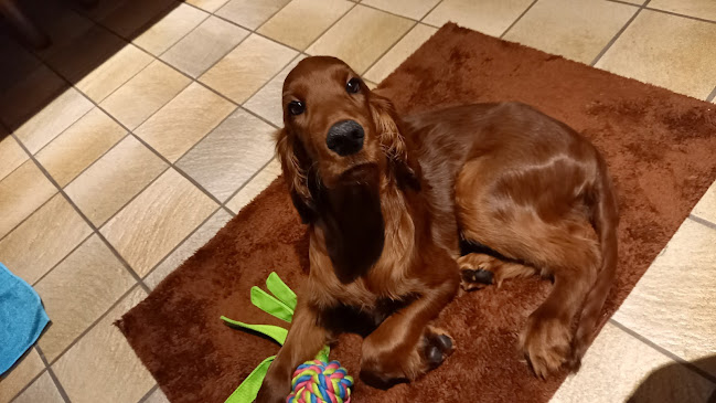 Dierenartsencentrum Clos Fleuri openingstijden