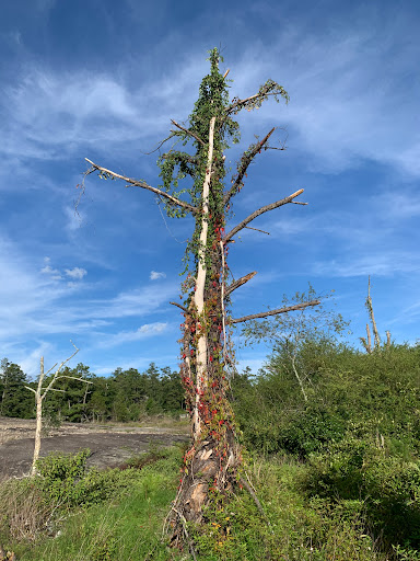 Nature Preserve «Davidson-Arabia Nature Preserve», reviews and photos, 3787 Klondike Rd, Lithonia, GA 30038, USA
