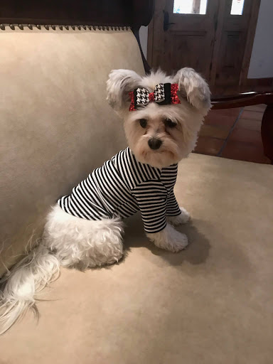 Pet Store «Puppy Boutique Store», reviews and photos, 4001 N Federal Hwy, Fort Lauderdale, FL 33308, USA