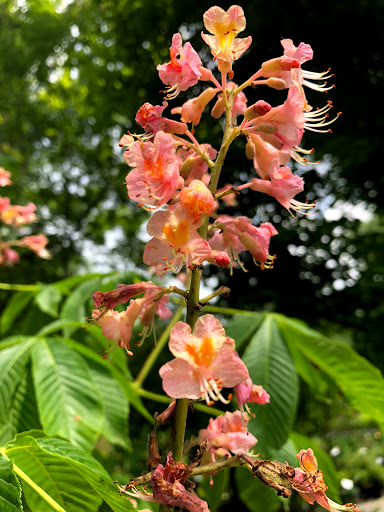 Garden Center «Stonewall Garden Center», reviews and photos, 4675 PA-447, Canadensis, PA 18325, USA