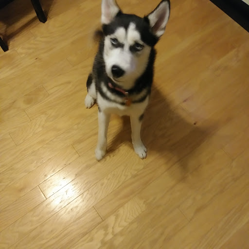 Pet Supply Store «Petco Animal Supplies», reviews and photos, 1011 University Blvd #100, Suffolk, VA 23435, USA