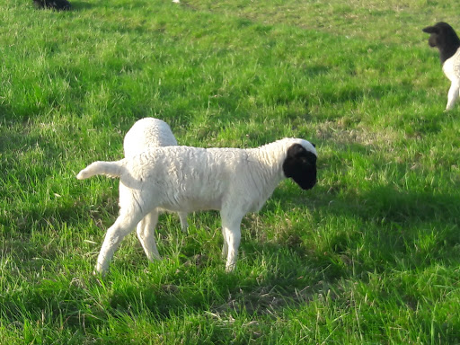 Nature Preserve «Brunner Family Forest Preserve», reviews and photos, 18N681 State Rte 31, Carpentersville, IL 60110, USA