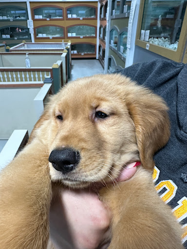 Blue Sky Puppies Tampa Bay