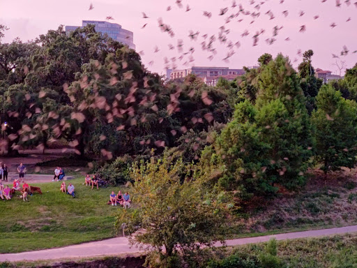 Tourist Attraction «Waugh Drive Bat Colony», reviews and photos, Waugh Dr, Houston, TX 77002, USA