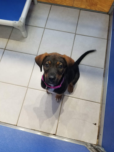 Pet Supply Store «Dogge Style Pets Passyunk», reviews and photos, 1700 E Passyunk Ave, Philadelphia, PA 19148, USA