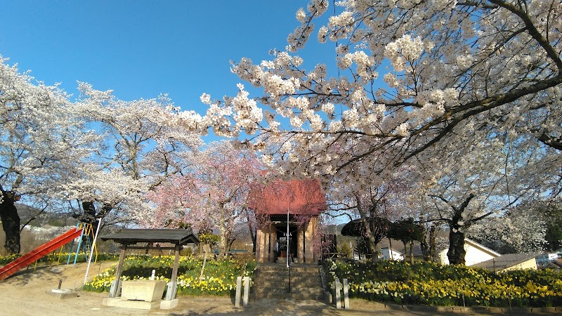 桜と水仙の御庵舘公園