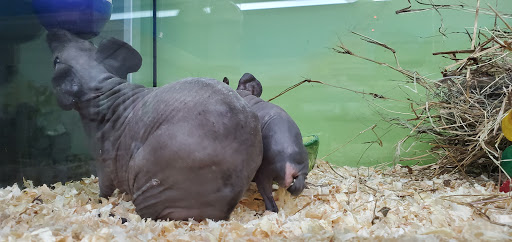 Pet Store «Incredible Pets Inc», reviews and photos, 2255 N Wickham Rd # 102, Melbourne, FL 32935, USA