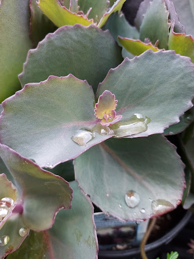 Animal Feed Store «Wilco Farm Store», reviews and photos, 815 W Main St, Battle Ground, WA 98604, USA