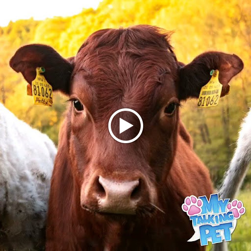 J J's Detail Shop en Calhoun