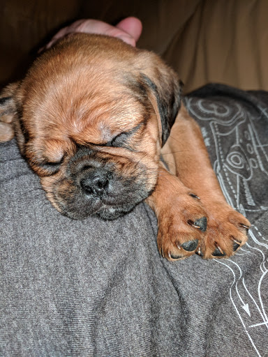 Pet Store «Alley Cat Pet Center», reviews and photos, 8700 NE Vancouver Mall Dr, Vancouver, WA 98662, USA