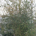 Photo n°16 de l'avis de Gennaro.e fait le 24/02/2019 à 20:09 sur le  Casa Sarchiapone à Varcaturo