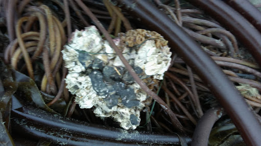 Golf Course «Seaside Golf Course», reviews and photos, 451 Avenue U, Seaside, OR 97138, USA