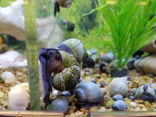 Pet Supply Store «PetSmart», reviews and photos, 1285 Johnson Ferry Rd, Marietta, GA 30068, USA