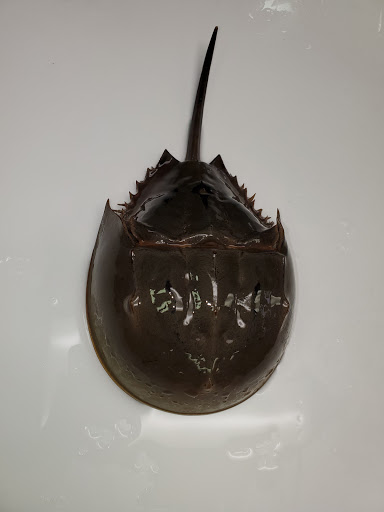 Aquarium «Explore the Ocean World, llc Oceanarium», reviews and photos, 367 Ocean Blvd, Hampton, NH 03842, USA