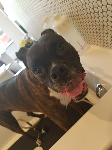 Pet Groomer «Bubbly Paws Dog Wash & Grooming», reviews and photos, 949 Grand Ave, St Paul, MN 55105, USA