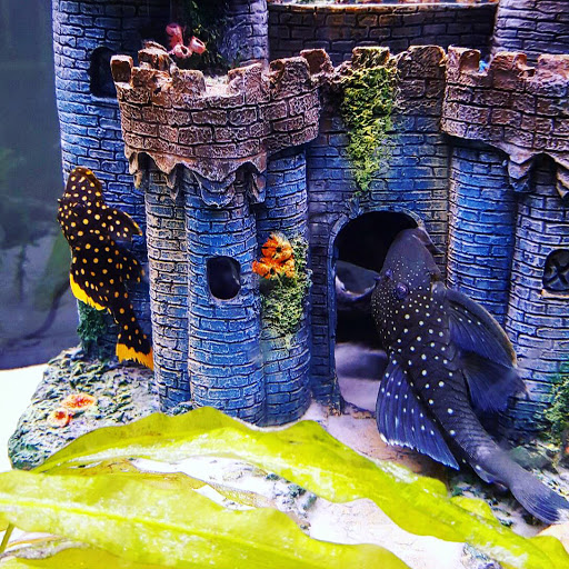 Pet Store «WorldWide Fish & Pets», reviews and photos, 61 Amity Rd, New Haven, CT 06515, USA