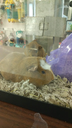 Pet Supply Store «Petco Animal Supplies», reviews and photos, 125 Lincoln Hwy, Exton, PA 19341, USA