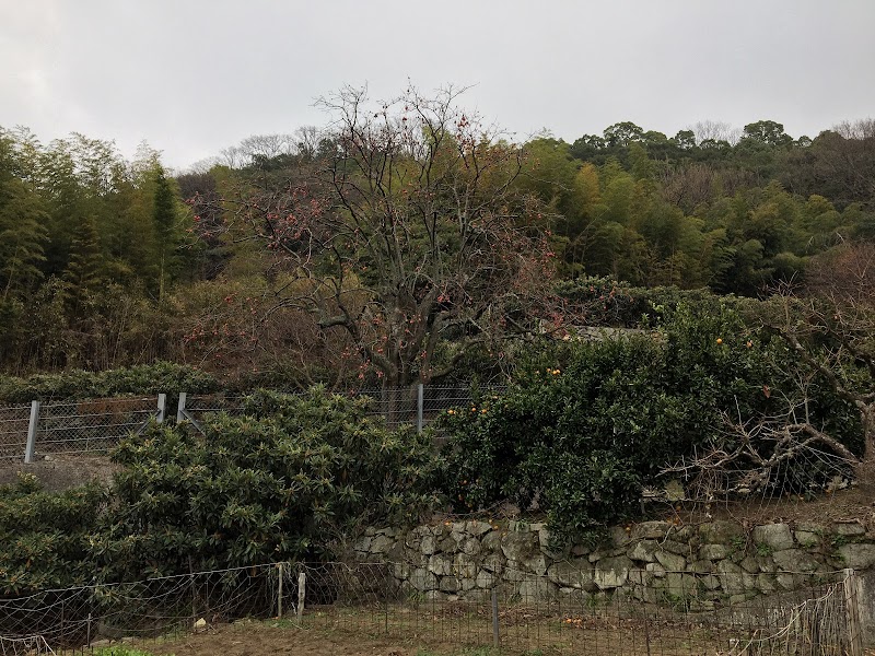 香川の保存木「大部の大ガキ」