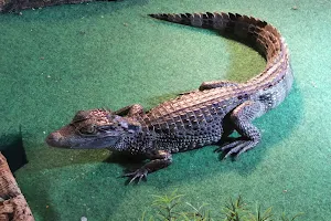 L ' alligatore image