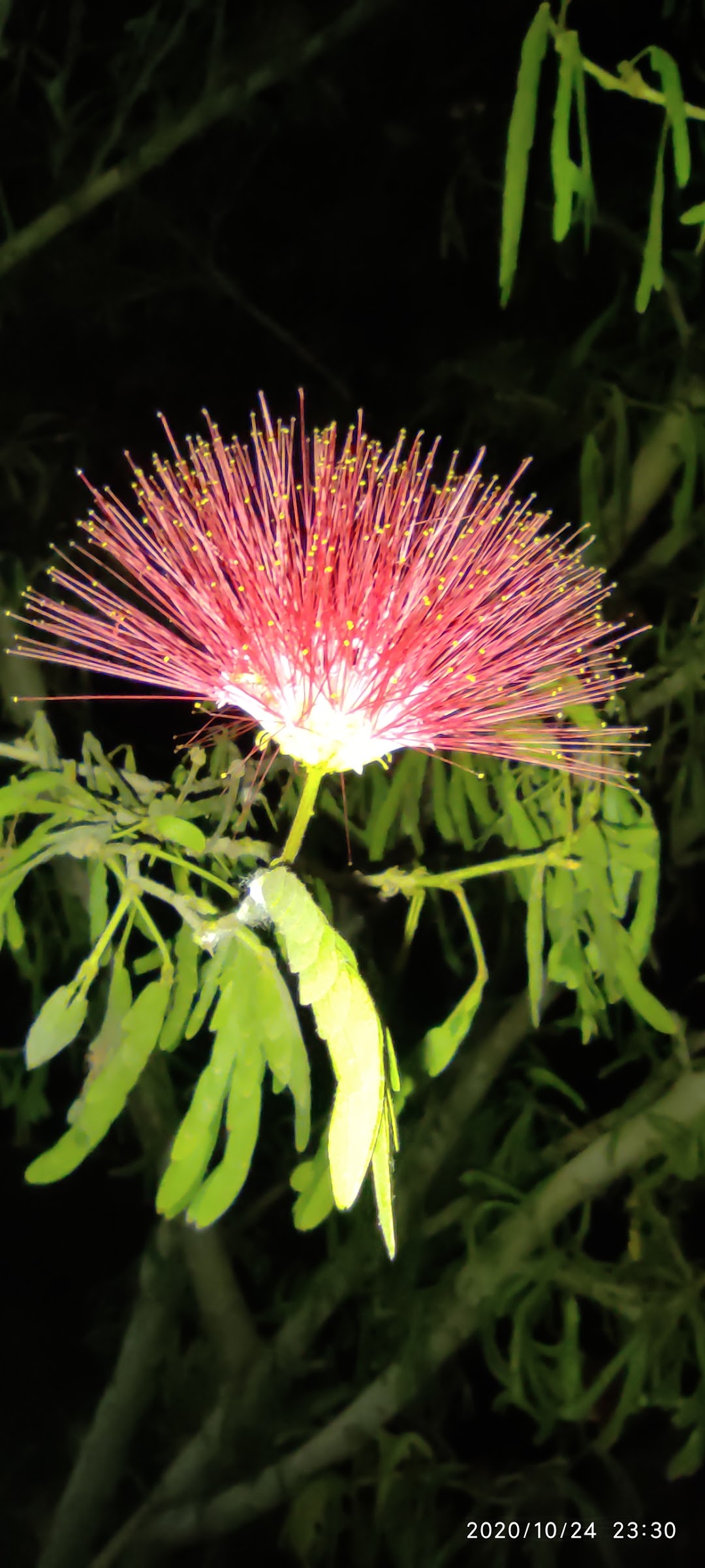 Calliandra plant in Pakistan