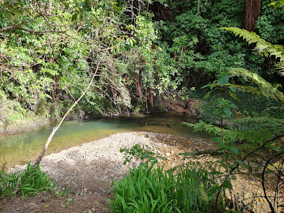 Speedy's Reserve/Pareraho Forest