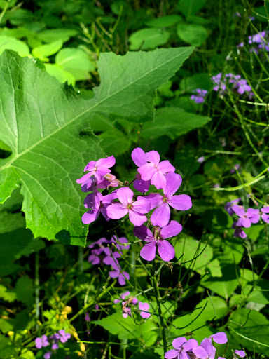 Nature Preserve «White Clay Creek Preserve», reviews and photos, 404 Sharpless Rd, Landenberg, PA 19350, USA