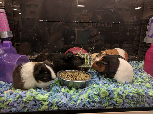 Pet Supply Store «PetSmart», reviews and photos, 770 E El Camino Real, Sunnyvale, CA 94087, USA
