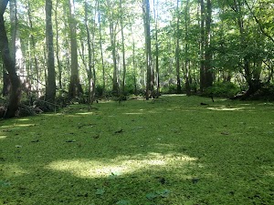 Spring Hammock Preserve - photo 62