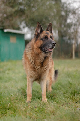 Bibouille And Co - Pension Canine à Blargies