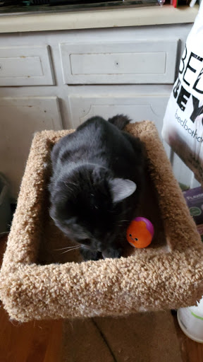 Pet Supply Store «Petco Animal Supplies», reviews and photos, 2807 Wilma Rudolph Blvd, Clarksville, TN 37040, USA