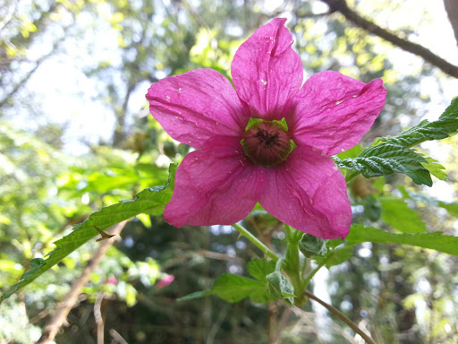 Park «West Hylebos Wetlands Park», reviews and photos, 411 S 348th St, Federal Way, WA 98003, USA