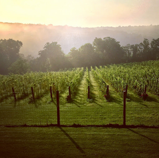 Vineyard «North Gate Vineyard», reviews and photos, 16031 Hillsboro Rd, Purcellville, VA 20132, USA