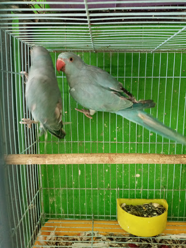 Pet Store «Inez Pet Shop», reviews and photos, 3825 Whittier Blvd, Los Angeles, CA 90023, USA