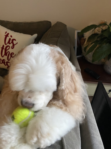 Pet Supply Store «PetSmart», reviews and photos, 2391 NJ-66, Ocean Township, NJ 07712, USA