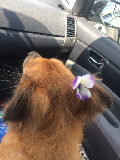 Pet Supply Store «PetSmart», reviews and photos, 19 Clifton Country Rd, Clifton Park, NY 12065, USA