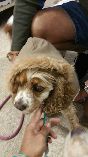 Pet Supply Store «PetSmart», reviews and photos, 16514 SW 88th St, Kendall, FL 33196, USA