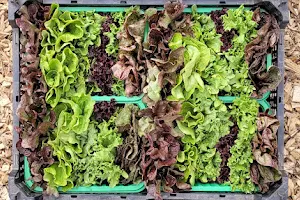 Jedzeniogród - uprawa proekologiczna, sprzedaż bezpośrednia warzyw image